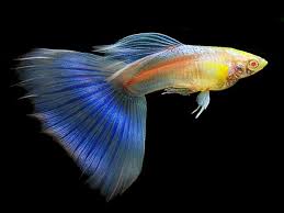 Pin On Guppy Pairs