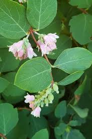 Image result for Snowberry White 1986 Currys