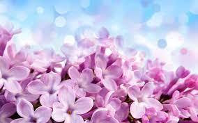 Lilac Wallpaper Flower Wallpaper Free Flower Wallpaper Lilac Flowers