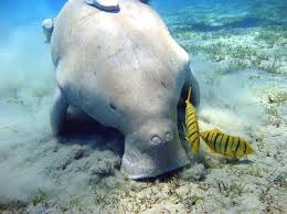 Dugong Conservation Reserve India