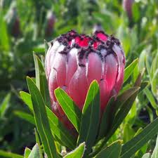 Image result for Protea rupestris