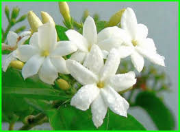 Mulai dari warna merah, putih, ungu, pink atau merah muda berdasarkan warnanya, bunga mawar mempunyai banyak jenis yang beragam. Bunga Melur Putih