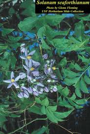 Image result for Solanum seaforthianum