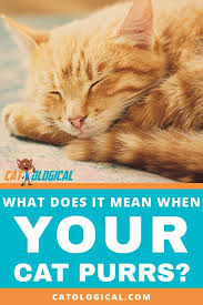 What Does It Mean When Your Cat Purrs Do Cats And Kittens Only Purr When They Re Happy And Content Or Can It Show Other Emo Cat Purr Purring Cat Cat Behavior