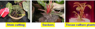 Horticulture Flower Crops Anthurium