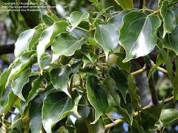 Plantfiles Picture 31 Of Camphor Tree Camphor Laurel Cinnamomum Camphora Landscaping Trees Plant Leaves Cinnamomum Camphora