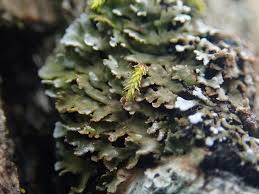 Image result for Physotrichia