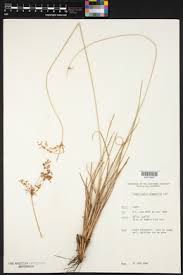 Image result for Fimbristylis aphylla