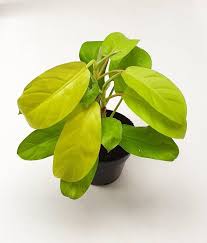 Philodendron Malay Gold Golden Lemon Lime 15cm Pot Rare Aroid Houseplant In 2020 Philodendron House Plants Cool Plants
