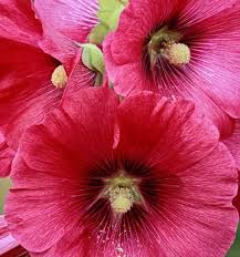 The decorative uses for pressed flowers are limited only by your creativity. These Blooms Never Fade How To Frame Pressed Flowers Garden Therapy