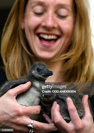 779 Baby Penguin Images Stock Photos, High-Res Pictures, and Images