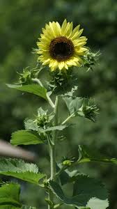 Bunga matahari jenis velvet queen akan terlihat layaknya gerhana matahari cincin. 16 Lemon Queen Sunflower Ideas Sunflower Plants Flowers