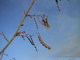 Image result for Aeschynomene leptophylla