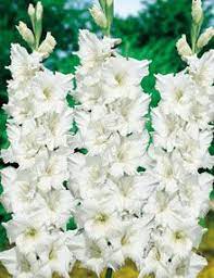 Also, deer don't like flowers with strong odors. Pin On Flowers