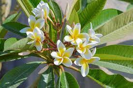 Plants that don't bloom aren't getting enough sun. How To Grow And Care Plumeria Plant Amazing Tips Gardening Tips And Tricks