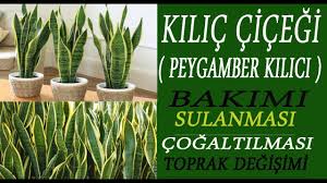 Kılıç çiçeği ev, ofis gibi alanlarda sıklıkla tercih edilen bitkiler arasındadır. Kilic Cicegi Peygamber Kilici Bakimi Sulanmasi Toprak Degisimi Ve Cogaltilmasi Youtube