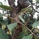 Image result for Scolopia zeyheri