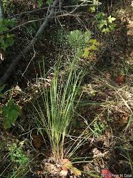 Image result for Eragrostis membranacea