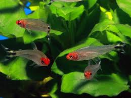 Rummy Nosed Tetras These Were My Very Favorite Fish Back When I Kept Aquariums In Soft Peaty Water Their Heads P Aquarium Fish Tetra Fish Tropical Fish Tanks