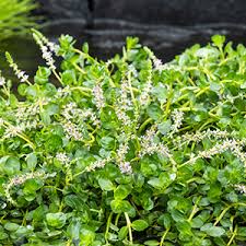 Image result for Rotala tenella
