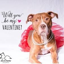 Plan Ahead 10 Ways To Celebrate Valentine S Day Aspca Professional Dog Valentines Dog Marketing Animal Valentine