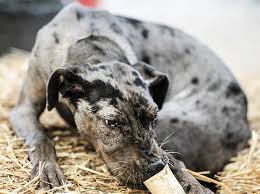 Inspire community action by advocating for great danes. Injured Dog Finds Home The Blade
