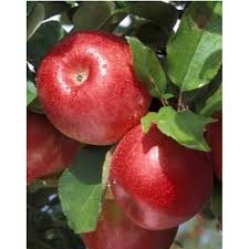 All grafted fruit trees are genetic clones of the original parent tree, and should have exactly the same fruit as the parent tree, the only thing that will be different will be the size of the tree, which is driven by the rootstock the scion is grafted onto. Buy Apple Variety Rubin Star Quality Seedlings Of Fruit Trees In Flora Life Delivery In Ukraine