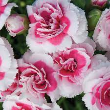 Dianthus Strawberry Cream Perennial Plants Biennial Plants Thompson Morgan Biennial Plants Flowers Pretty Flowers