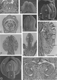 Image result for Pavetta stenosepala