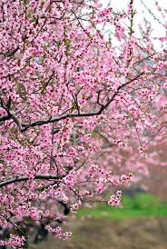 We Ve Rounded Up The Best Trees For Small Gardens Small Trees For Garden Pink Flowering Trees Redbud Tree