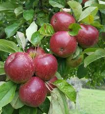 This substance is also found in the tree's leaves and fruit husks. Black Dabinett Cider Apple Tree 20 00 Cider Apples Bittersweet Late Season Apple Trees And Fruit Trees For Sale Buy At Competitive Prices With Wholesale Discounts