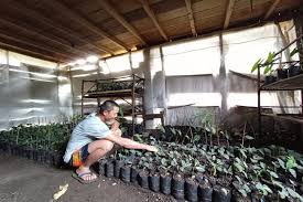 Ia memulai usaha budidaya tanaman hias sejak tahun 2010. Meburu Tanaman Hias Di Lembah Besemah Gaya Hidup