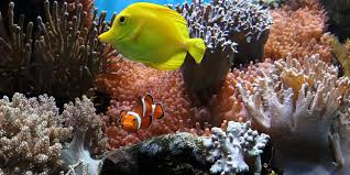 Sur le plan pratique, vous pouvez préparer votre carafe le soir pour avoir de l'eau pure le matin. Comment Demarrer Un Aquarium D Eau De Mer