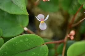 Image result for Begonia elaeagnifolia