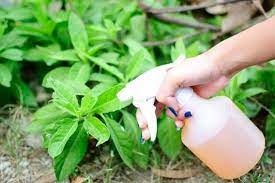 We did not find results for: 10 Incredible Apple Cider Vinegar Uses In Garden Balcony Garden Web