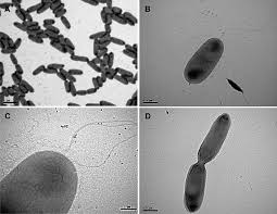 Image result for Pseudomonas syringae