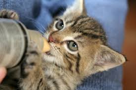 Three week old kitten care schedule: How To Wean A Bottle Fed Kitten Lovetoknow