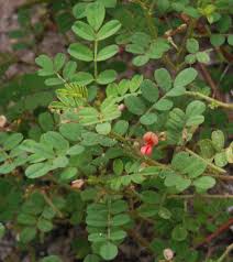 Image result for Indigofera