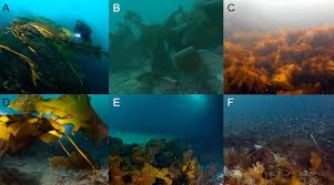 How many animals are in the ocean? Lush Underwater Forests In The Arctic Earth Earthsky
