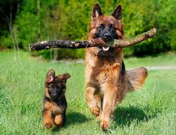 We did not find results for: Which Coat Is Best For German Shepherd Dog Single Coat Or Double Coat