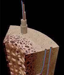 Unlabeled diagram of the human skeleton human bone. 3d Skeletal System Compact Bone Spongy Bone And Osteons Oh My