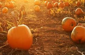 Most restaurants will have thanksgiving themed food. Things To Do Around Toronto This Thanksgiving Weekend Savvymom