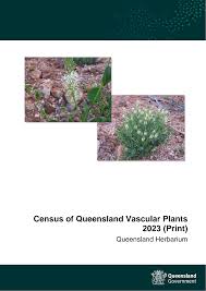 Image result for Vincetoxicum apiculatum