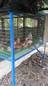 Dalam mesyuarat reban ayam ini adinda tidak bercakap sepatah apapun. Reban Ayam Pvc