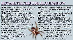 While the black widow's venom is poisonous and can be some spiders are more dangerous than others. False Widow Spider Bite Uk Facebook Post Identifies Venomous Animal Daily Mail Online
