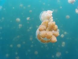 帛琉 水母湖 ( jellyfish lake ). å¸›ç‰æ°´æ¯æ¹–å¥‡æ™¯ åœ– Yahooå¥‡æ'©éŠæˆ²é›»ç«¶