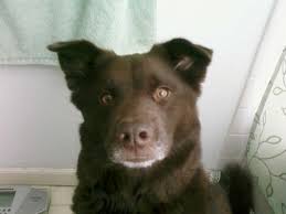 Maybe you would like to learn more about one of these? Transport My Sydney Friendly Chocolate Lab Border Collie Mix To Harper Woods Uship