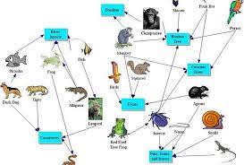 3d Geography Helping With The Teaching And Learning Of Geography Rainforest Food Web Food Webs Projects Rainforest Food Chain