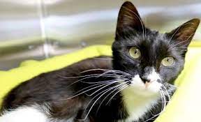 Adoptable Animal Humane Society Of Jefferson County Animals Cat Lover Quote Cat Adoption
