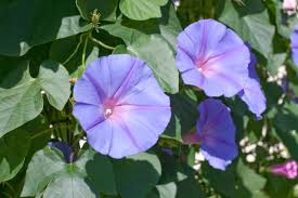 琉球朝顔の育て方は 開花時期と増やし方や枯らさないコツをご紹介 暮らし の